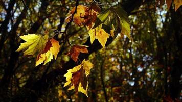 schöne natürliche herbstsaison romantische braune trockene blätter foto