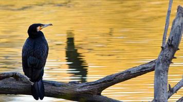 vogeltierkormoran auf einem trockenen baum in der natur foto