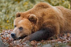 Kamtschatka Braunbär foto