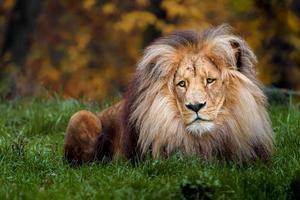 Porträt des Löwen foto