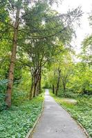 schöner grüner Wald im Sommer. Landstraße, Weg, Weg, Weg, Weg an einem sonnigen Tag im Frühlingswald foto