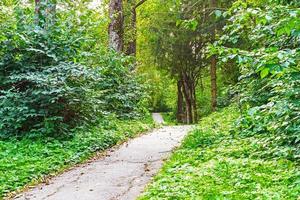 Wanderweg tropische Waldbäume Büsche. schöner grüner Wald im Sommer foto