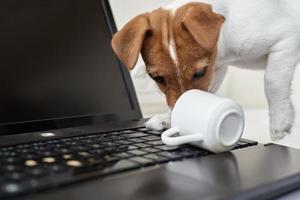 Hund verschüttete Kaffee auf der Computer-Laptop-Tastatur. Sachschaden durch Haustier foto