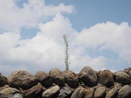 Pflanze wächst auf Steinmauer foto