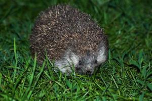 Europäischer Igel. Säugetier und Säugetiere. Landwelt und Fauna. foto