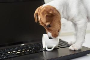 Hund verschüttete Kaffee auf der Computer-Laptop-Tastatur. Sachschaden durch Haustier foto