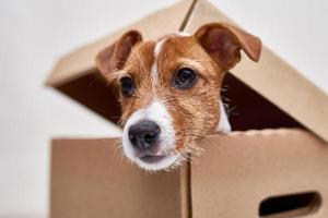 Hund im Lieferkarton. Haustier als Geschenk foto