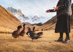 Frau füttert Enten bis zur fünften Jahreszeit berühmtes Gästehaus-Hotel auf der Juta-Tal-Wanderroute im Kazbegi-Nationalpark im Herbst. Georgien Reiseziel und ländliche Flora-Fauna-Landwirtschaft foto