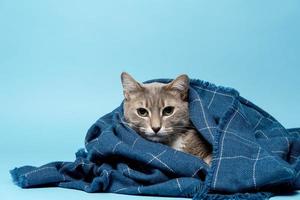 katze in eine warme decke gehüllt, ernsthaft in die kamera schauend.. kopierraum. Blauer Hintergrund. foto