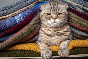 Die unzufriedene Katze Scottish Fold sitzt stolz in einem Stapel bunter, gestrickter Schals. Vorbereitung auf kaltes Wetter. foto