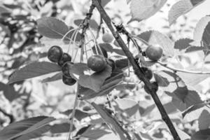 Fotografie zum Thema schöne Fruchtzweig Kirschbaum foto