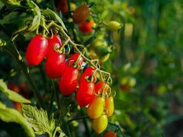 Anbau von Tomatenpflanzen am Morgen mit schönem Naturlicht für Werbung foto