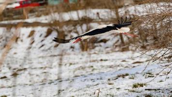 storch und früher frühling mit schnee, wandernder storch, vögel in der ukraine. foto