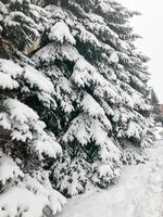 Winterstruktur mit Weihnachtsbäumen mit Zweigen, die festlich mit einer dicken Schicht aus weißem, kaltem, glänzendem, flauschigem Schnee bedeckt sind, der in einer Reihe wie ein Zaun im Wald steht. der Hintergrund foto