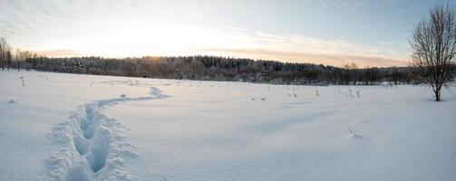 menschliche Fußspuren in tiefen Schneewehen, auf einer verschneiten Wiese, vor dem Hintergrund eines Waldes, Himmels und Sonnenuntergangs. winterliche Dorflandschaft. foto