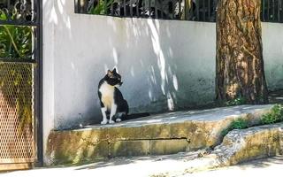 schwarz-weiße streunende katze in lokalität in puerto escondido mexiko. foto