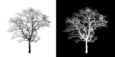 toter Baum auf transparentem Bildhintergrund mit Beschneidungspfad, einzelner Baum mit Beschneidungspfad und Alphakanal auf schwarzem Hintergrund foto