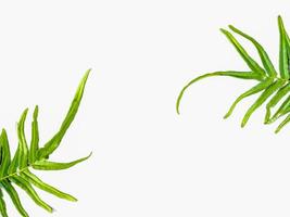 grevillea robusta grün, allgemein bekannt als südliche seideneiche, seideneiche oder seideneiche, silbereiche oder australische silbereiche, ist eine blühende pflanze aus der familie proteaceae, hintergrund isoliert weiß foto