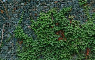 Gabionen-Stützmauer - graue Steine in Gabionen-Metallkörben, gehalten von Stützmauer-Drahtgeflecht, das mit grünen Efeublättern bewachsen ist. Hintergrunddesign und Öko-Wand und gestanzt für Kunstwerke. viele Blätter.