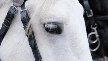 Nahaufnahme des Pferdeauges mit weißen Wimpern. Porträt eines weißen Pferdes mit Zaumzeug an der Schnauze, Ausrüstung und Geschirr, das zur Kontrolle am Kopf des Pferdes getragen wird. Vieh- und Pferdeleben. foto