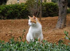 weiß-rote kurzhaarkatze sitzt im gras. Die Katze schaut weg. die Schnauze einer Katze mit gelbgrünen Augen, einem langen weißen Schnurrbart, einer rosa Nase und einem glänzenden Fell. Konzept für Tierklinik. foto