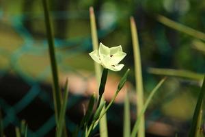 Dietes blüht auf einer Lichtung in einem Stadtpark. foto