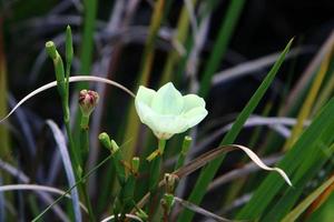 Dietes blüht auf einer Lichtung in einem Stadtpark. foto