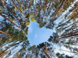 Krone von hohen Bäumen in Form von Herzen. Liebe zur Welt, Ökologie. Umweltschutzkonzept. foto