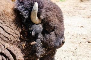 Der Bison kostet im Unterstand eines Zoos eine Seitenansicht foto