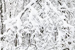 schneebedeckte Zweige im Winterwald foto