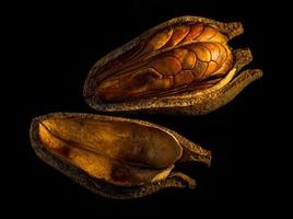 Schoten und Samen von Mahagoni auf schwarzem Hintergrund foto