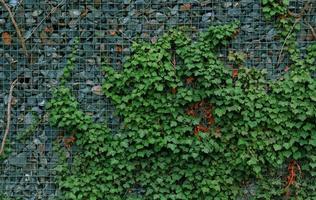 Gabionen-Stützmauer - graue Steine in Gabionen-Metallkörben, gehalten von Stützmauer-Drahtgeflecht, das mit grünen Efeublättern bewachsen ist. Hintergrunddesign und Öko-Wand und gestanzt für Kunstwerke. viele Blätter.