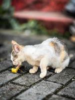 Katze auf der Straße. foto