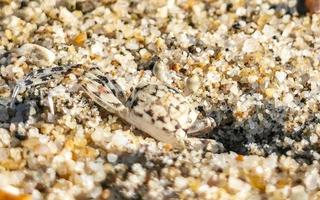 winzige sandstrandkrabben krabben laufen am strand herum. foto