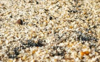 winzige sandstrandkrabben krabben laufen am strand herum. foto