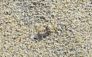 winzige sandstrandkrabben krabben laufen am strand herum. foto