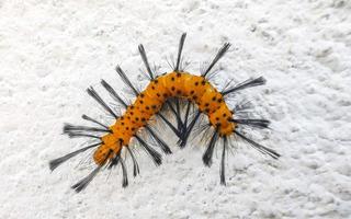 schöne orange tropische raupe auf einer weißen wand in mexiko. foto