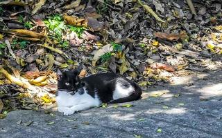 schwarz-weiße streunende katze in lokalität in puerto escondido mexiko. foto