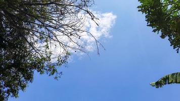 strahlend blauer Himmel mit Papayabäumen und trockenen Zweigen Ornamenten 04 foto
