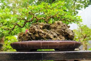 Dies ist ein Foto von verschiedenen Arten von Bonsai.