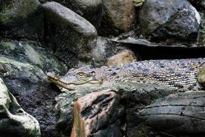 dies ist ein foto eines mündungskrokodils mit dem lateinischen namen crocordilus porosus im zoo.