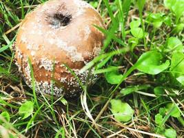 Fauler Apfel liegt auf dem Gras. Der Apfel ist braun mit Schimmel. weich in der konsistenz, riecht unangenehm. der Apfel ist faul, ungeeignet für Lebensmittel. verdorbenes Essen foto