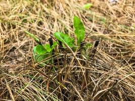 kleine grüne pflanzen wachsen aus gras. Sprossen des zukünftigen Strauchs. winzige grüne Blätter unter dem trockenen Rasen. Gartenarbeit, Anbau fruchtbarer Pflanzen foto