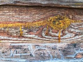 Harz kam auf dem Baum heraus. orangefarbenes, zähflüssiges, klebriges Fichtenharz. der Baum weint. Herstellung eines Blockhauses, Gewinnung von Harz aus Baumstämmen. dreidimensionaler Baum, mit einem Muster foto