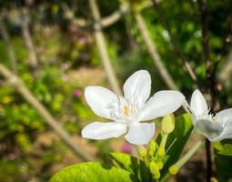 fünfblättrige weiße Jasminblüten blühen, weiße Farbe, kleine fünf Blütenblätter mit gelbem Pollen foto