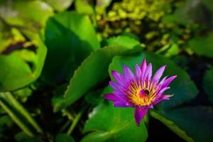 schöne Lotusblumen, die im Morgensonnenlicht blühen foto
