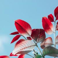 rote Baumblätter in der Herbstsaison foto