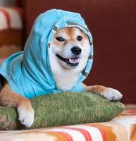 glücklicher shiba inu Hund mit blauer Jacke auf Kissen foto