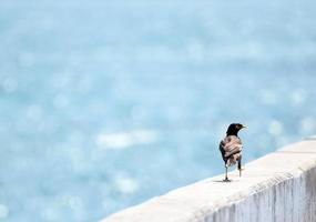 Vogel, der auf einer Brückenschiene geht foto