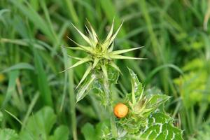 Dornige Pflanzen und Blumen in einer Waldlichtung. foto